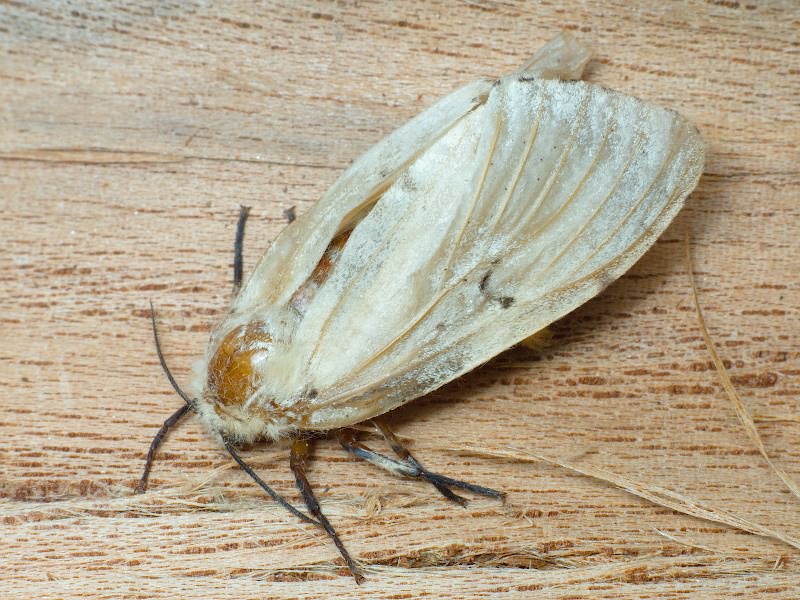 Lymantria dispar (Linnaeus, 1758)